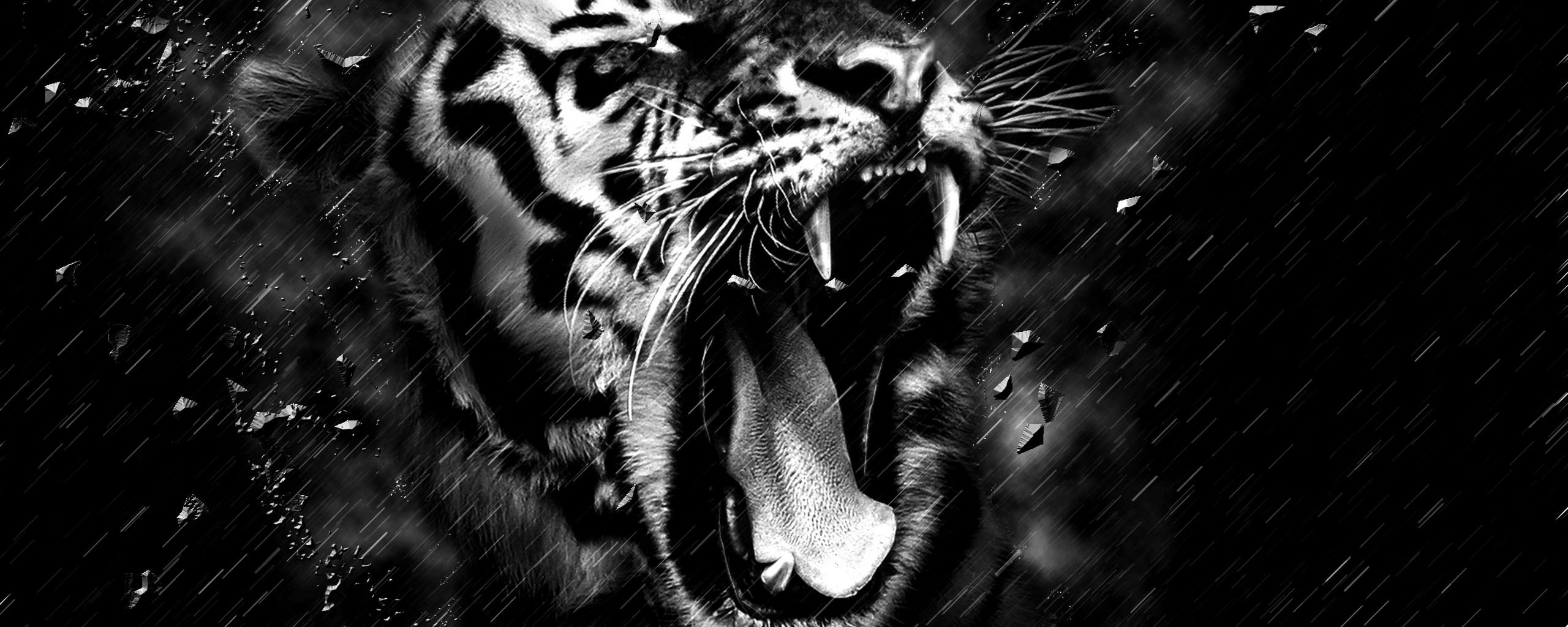 Прощальный оскал. Оскал тигра. Злой тигр. Тигр на черном фоне. Тигр оскал на черном фоне.