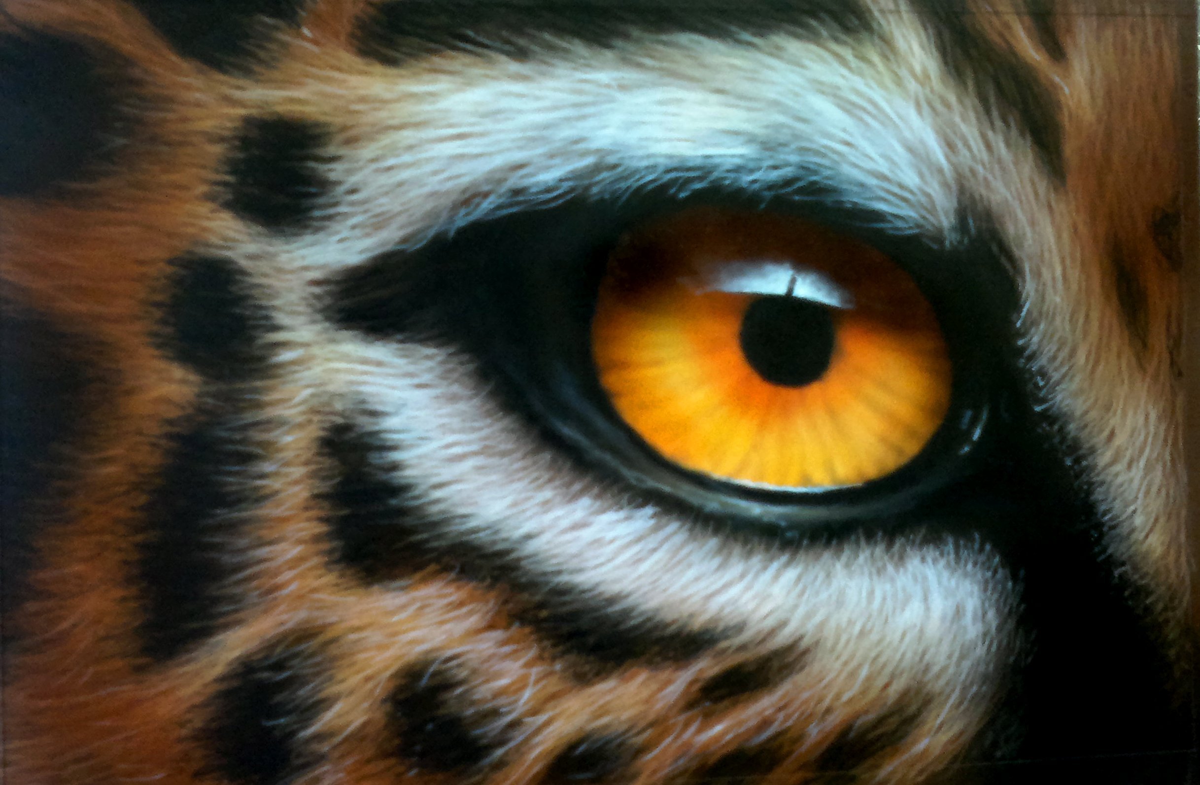 Какие глаза у зверей. Глаз тигра. Тигр глаза. Тигриный глаз. Взгляд тигра.