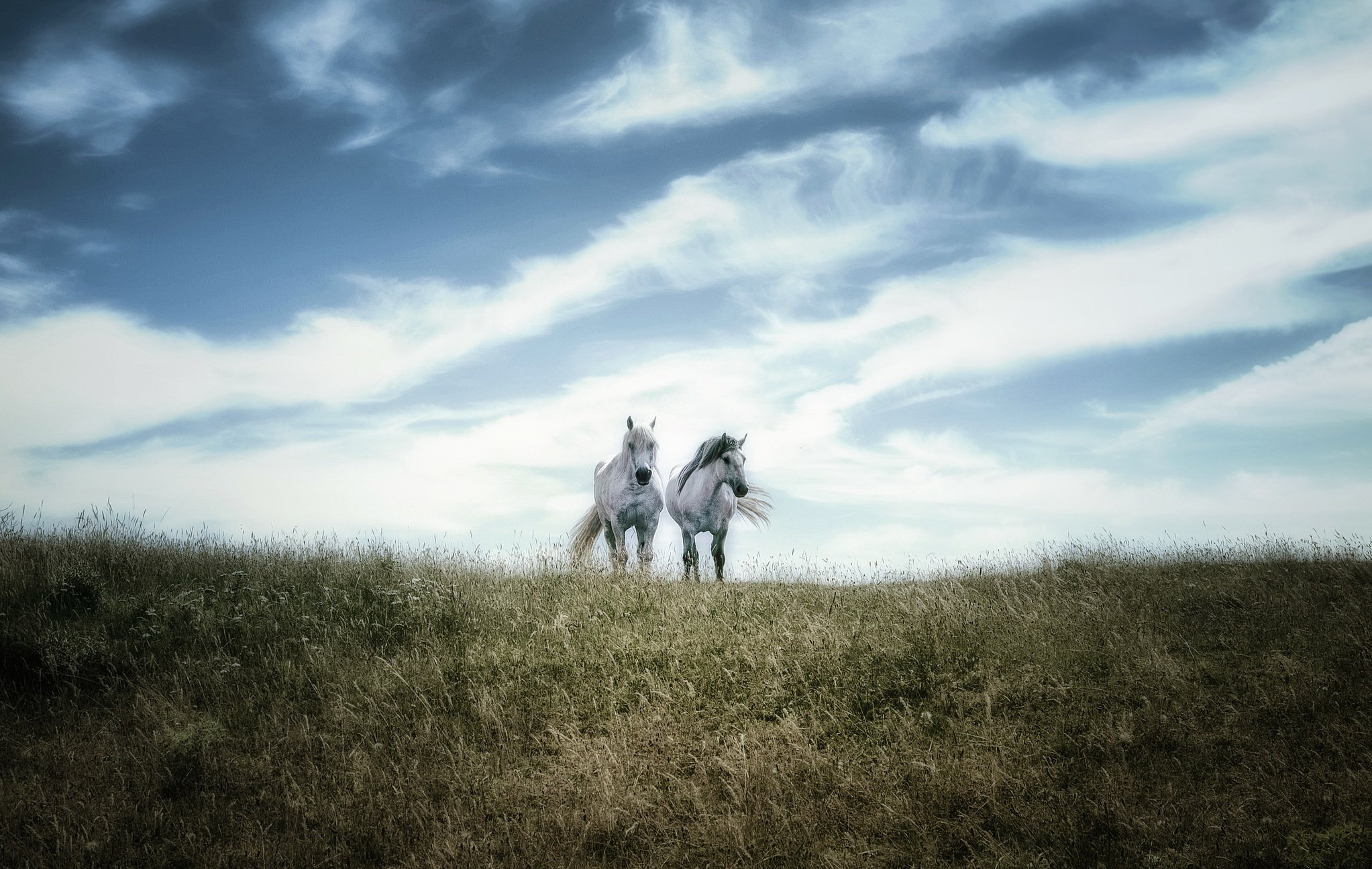 Скачут лошадки песня. Лошадь в поле. Белая лошадь в степи. Лошадь в тумане. Конь на фоне неба.