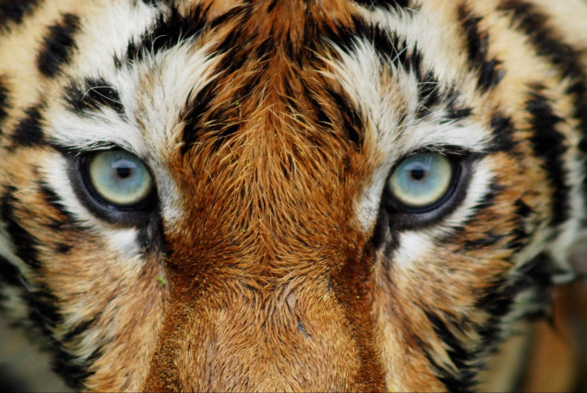 Глаз тигра видео. Грин Эбби "глаза тигрицы". Глаз тигра. Тигр глаза. Взгляд тигра.