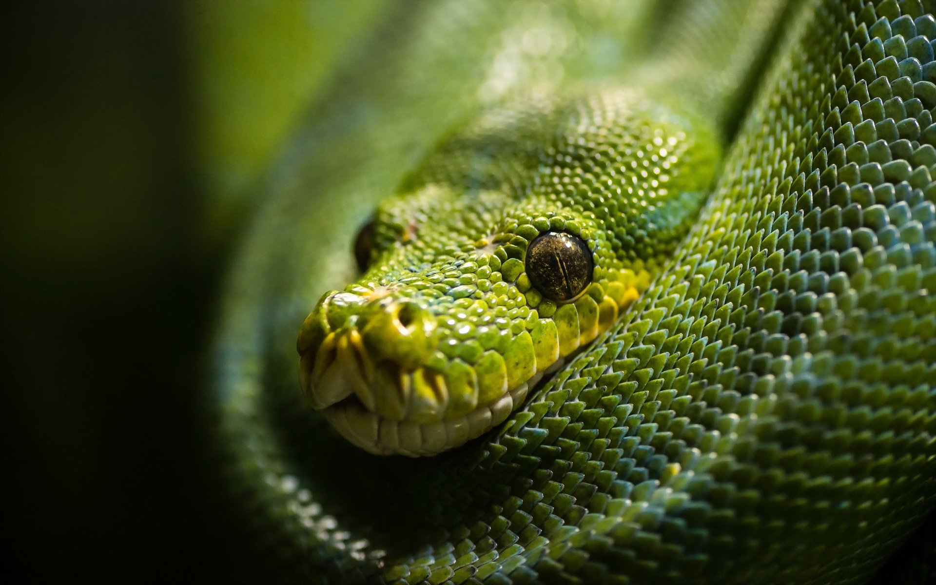 Большие зеленые змеи. Змеи. Красивые змеи. Зеленая змея. Глаза змеи.