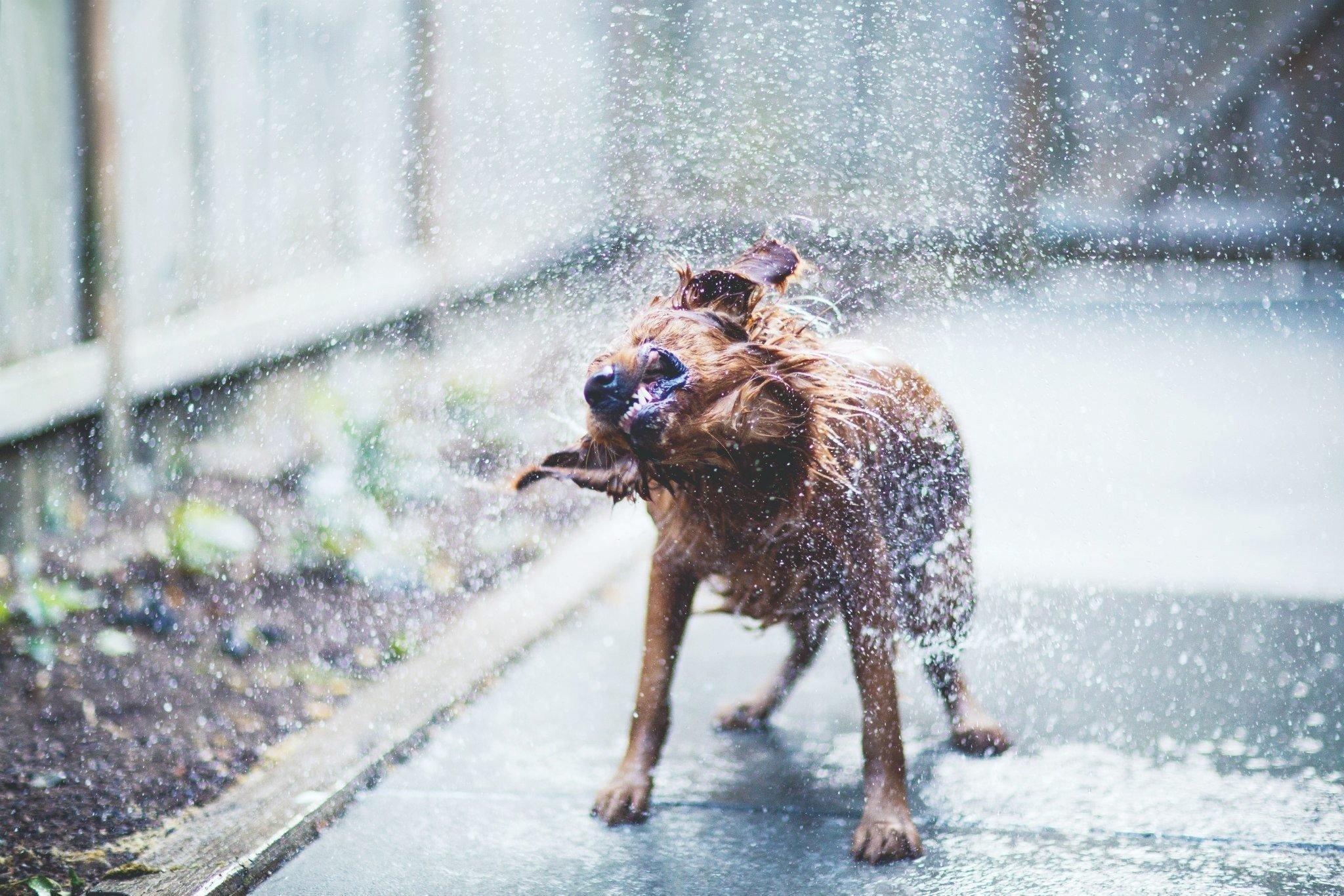 Rain animals. Собачка под дождем. Собака дождь. Пес под дождем. Мокрая собака под дождем.