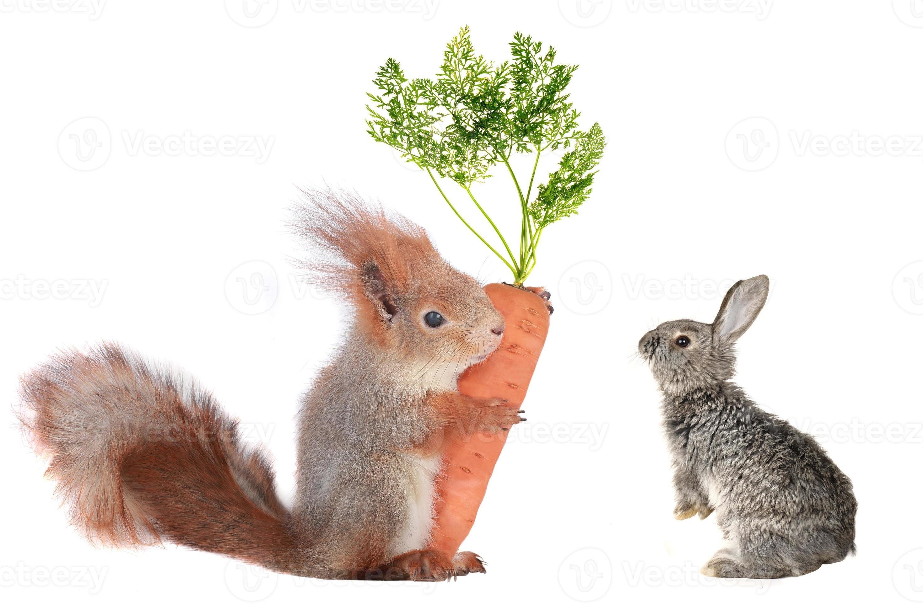 Белки зайки. Белка и заяц. Зайцы и белки. Кролик белка. Белка и зайчик.
