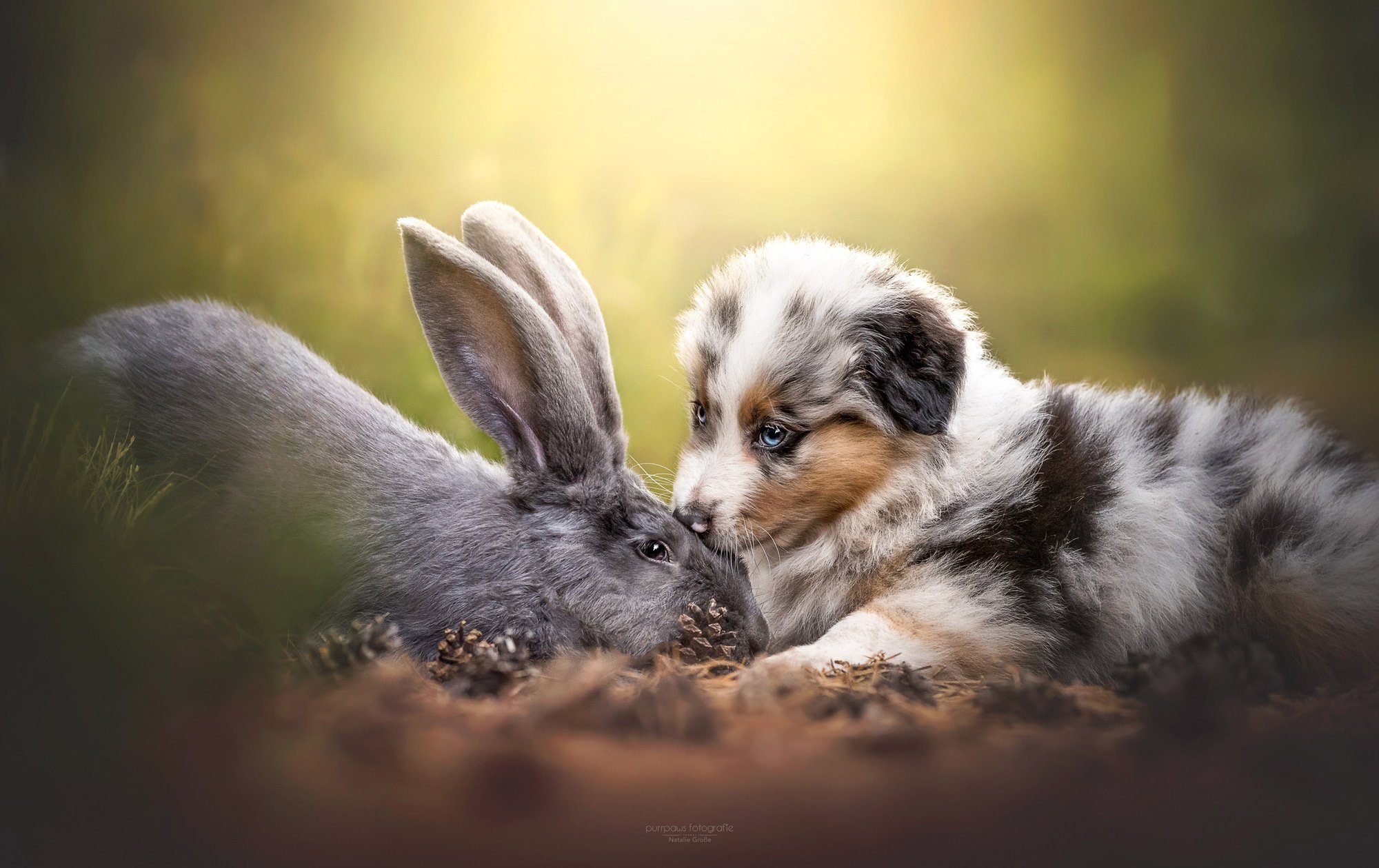 Animals same. Кролик и собака. Зайчик и собачка. Милые кролики. Собачка с кроликом.