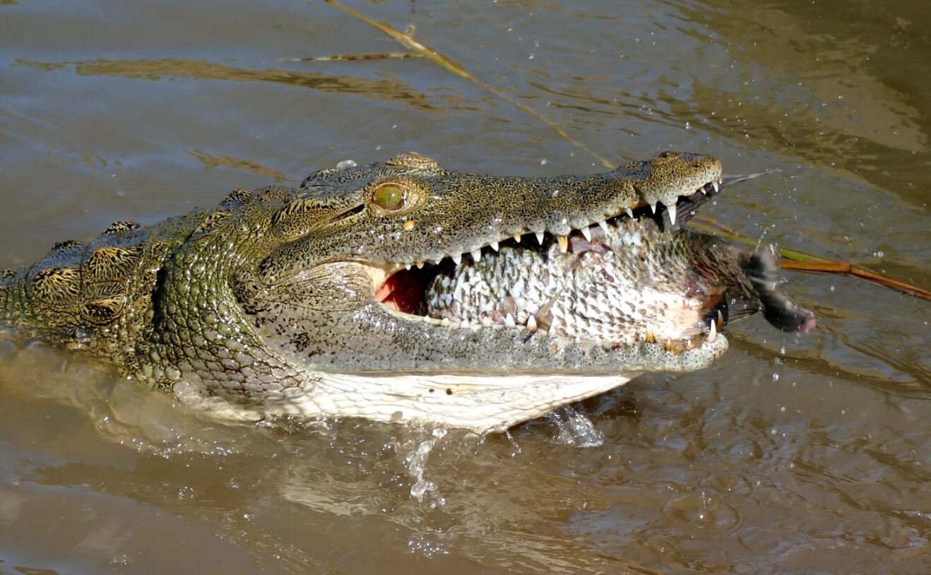Речное нападение. Нильский крокодил Crocodylus niloticus.