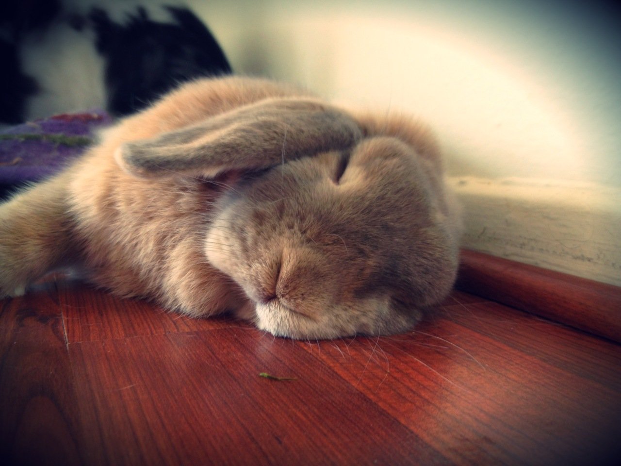 Уставшая зайка. Спящие кролики. Спящий заяц. Спящие зайчики.