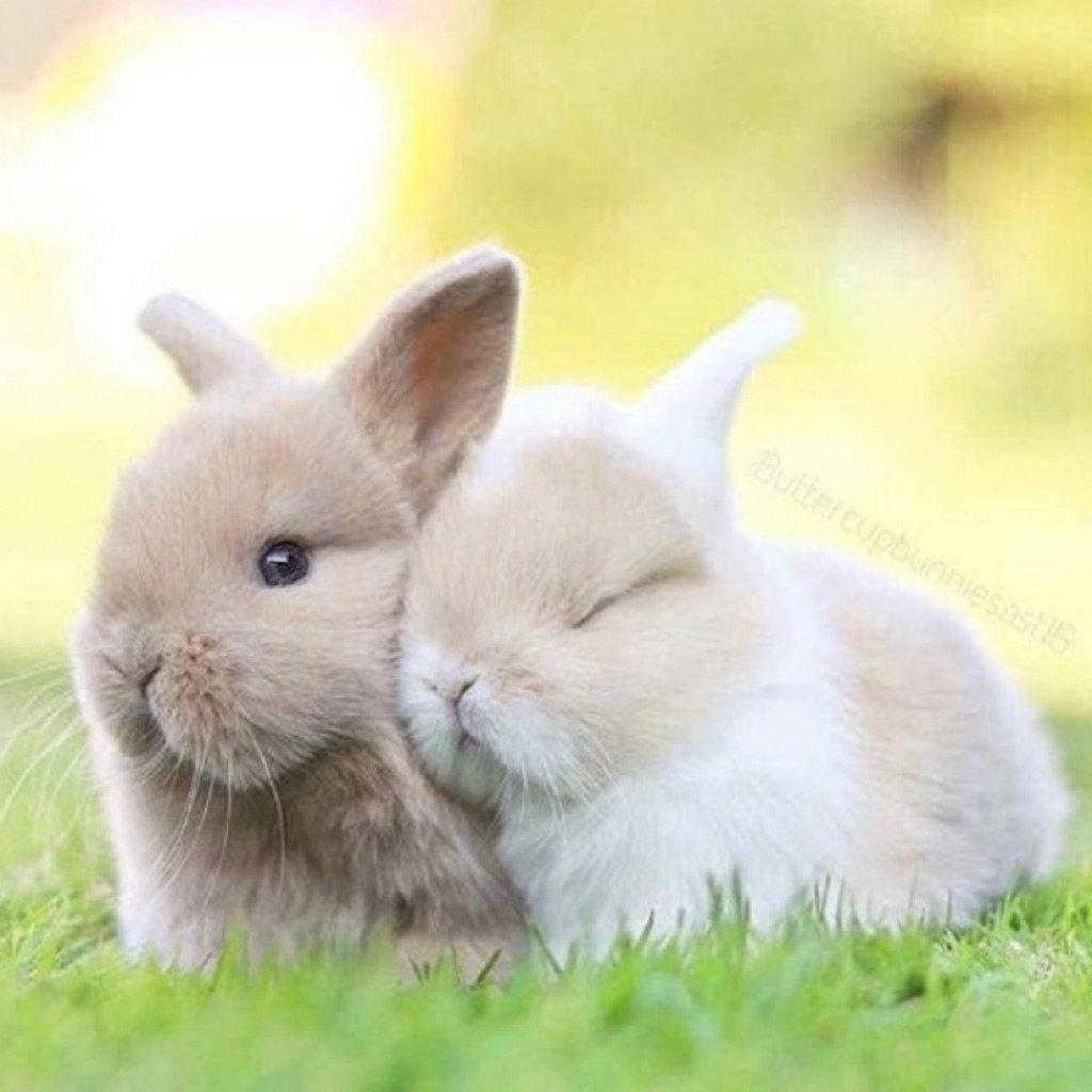 Зайка целует. Влюбленные кролики. Два кролика. Милые кролики. Милые зайчики.