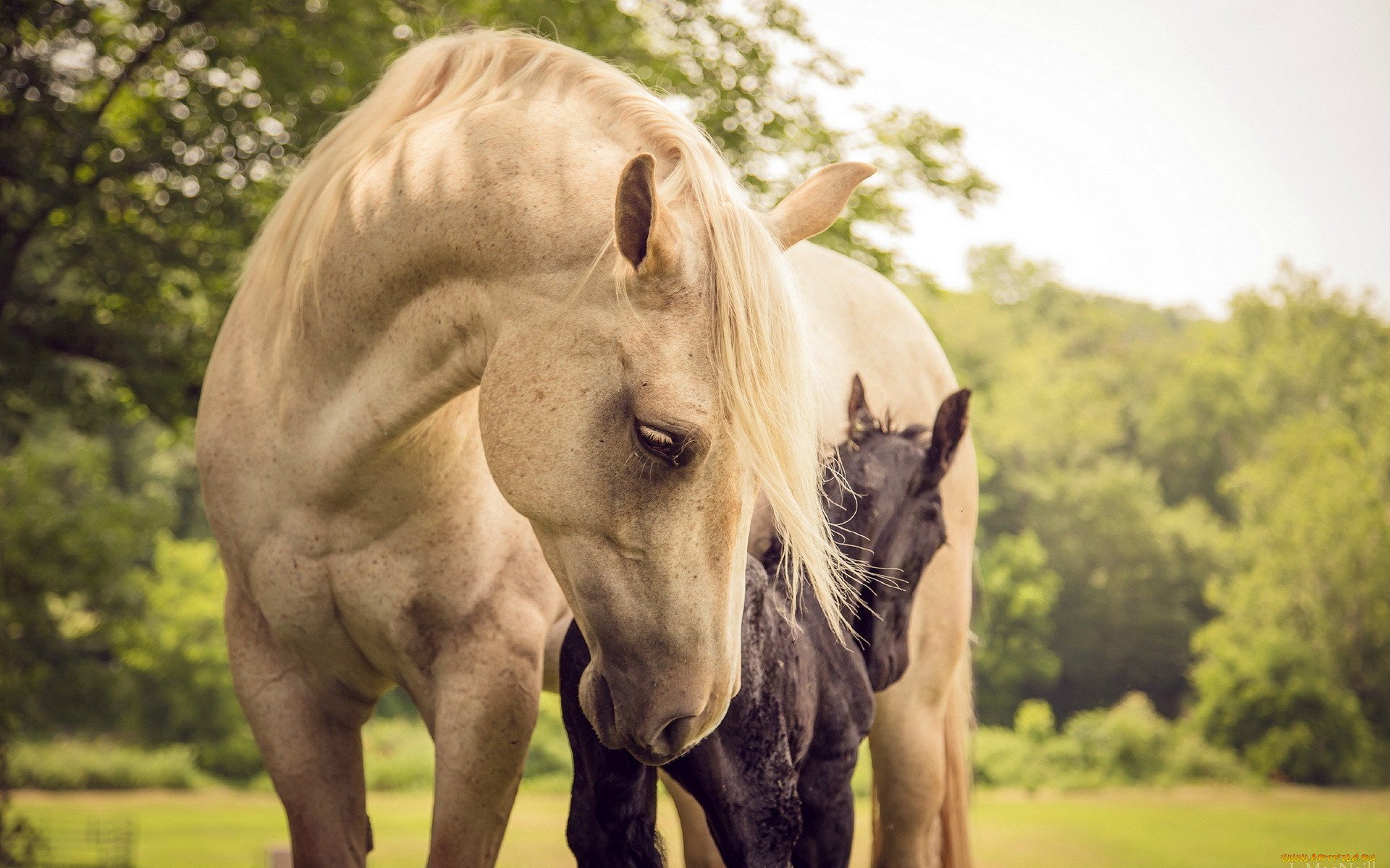Обои на рабочий лошадь. Красивый конь. Красивые лошади на природе. Пара лошадей. Красивая лошадь обои.