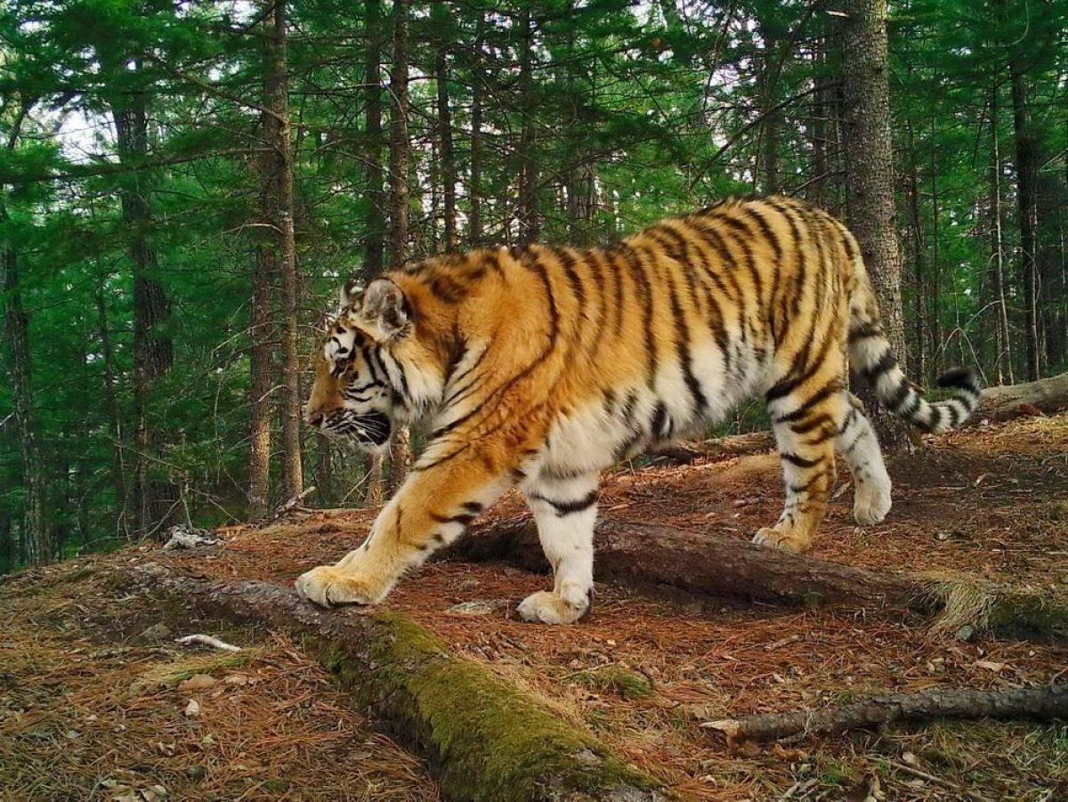 Амурский заповедник