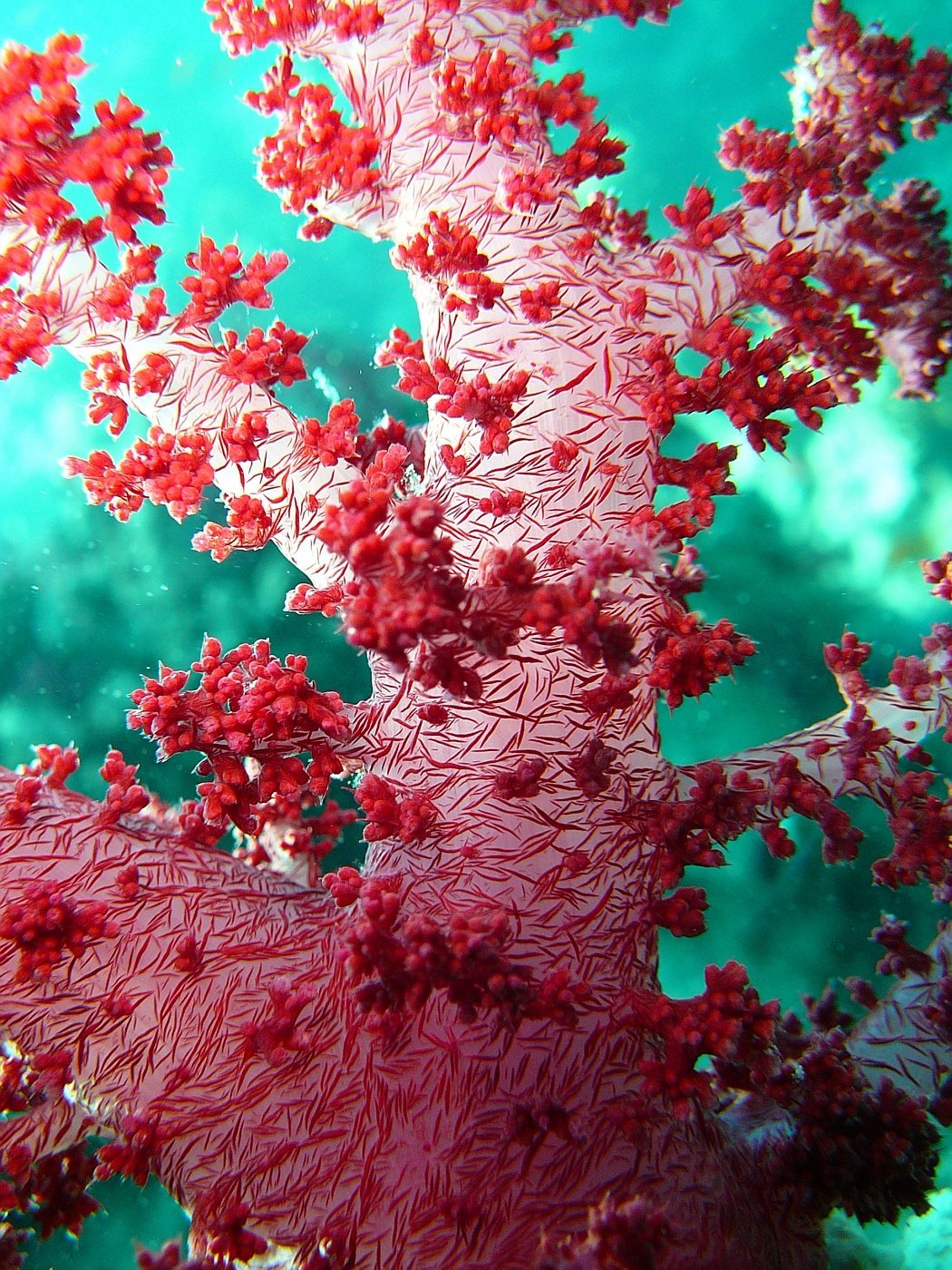 El coral. Кораллина водоросль. Королевский коралл. Корал иги коралл.