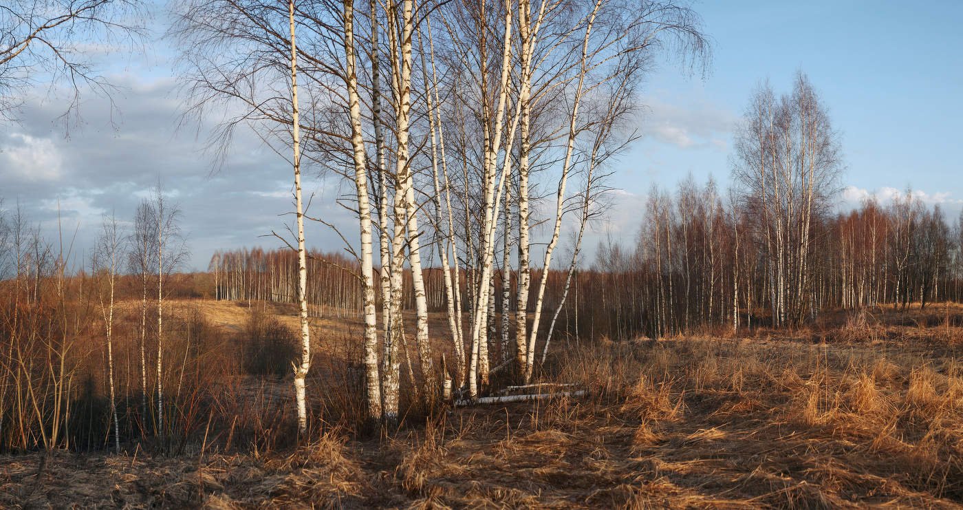 Многое услышишь в весеннем лесу