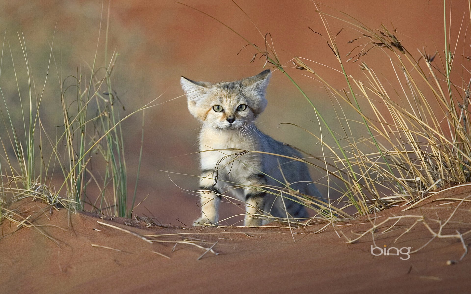 Кошка пустыни. Барханный песчаный кот. Барханный кот пустыни. Барханный кот котята. Барханная кошка в пустыне.