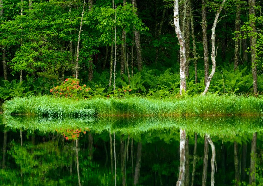 Чистыми озерами лесными