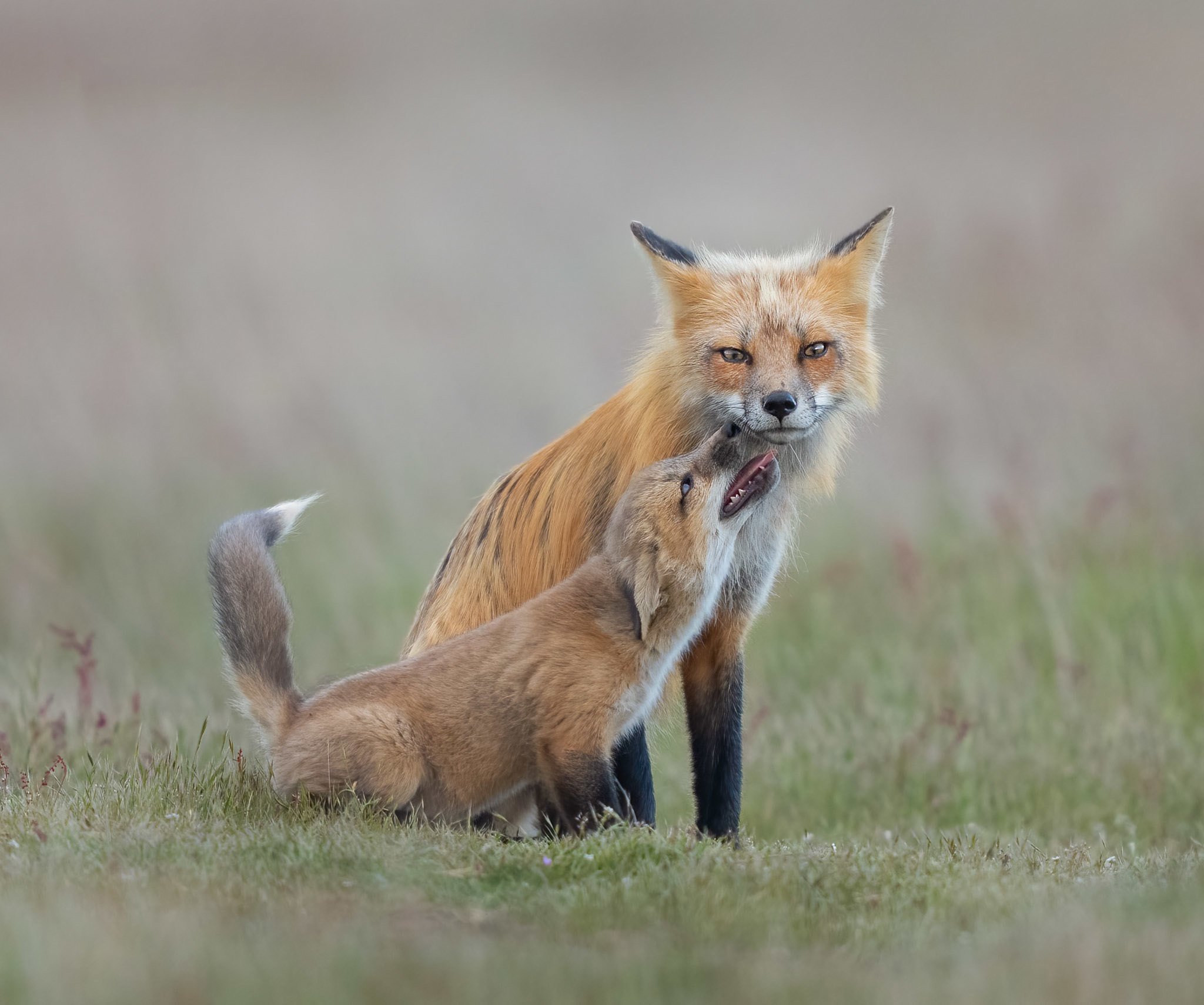 Ред Фокс (Red Fox). Мама для Лисенка. Позы лисы. Dad fox