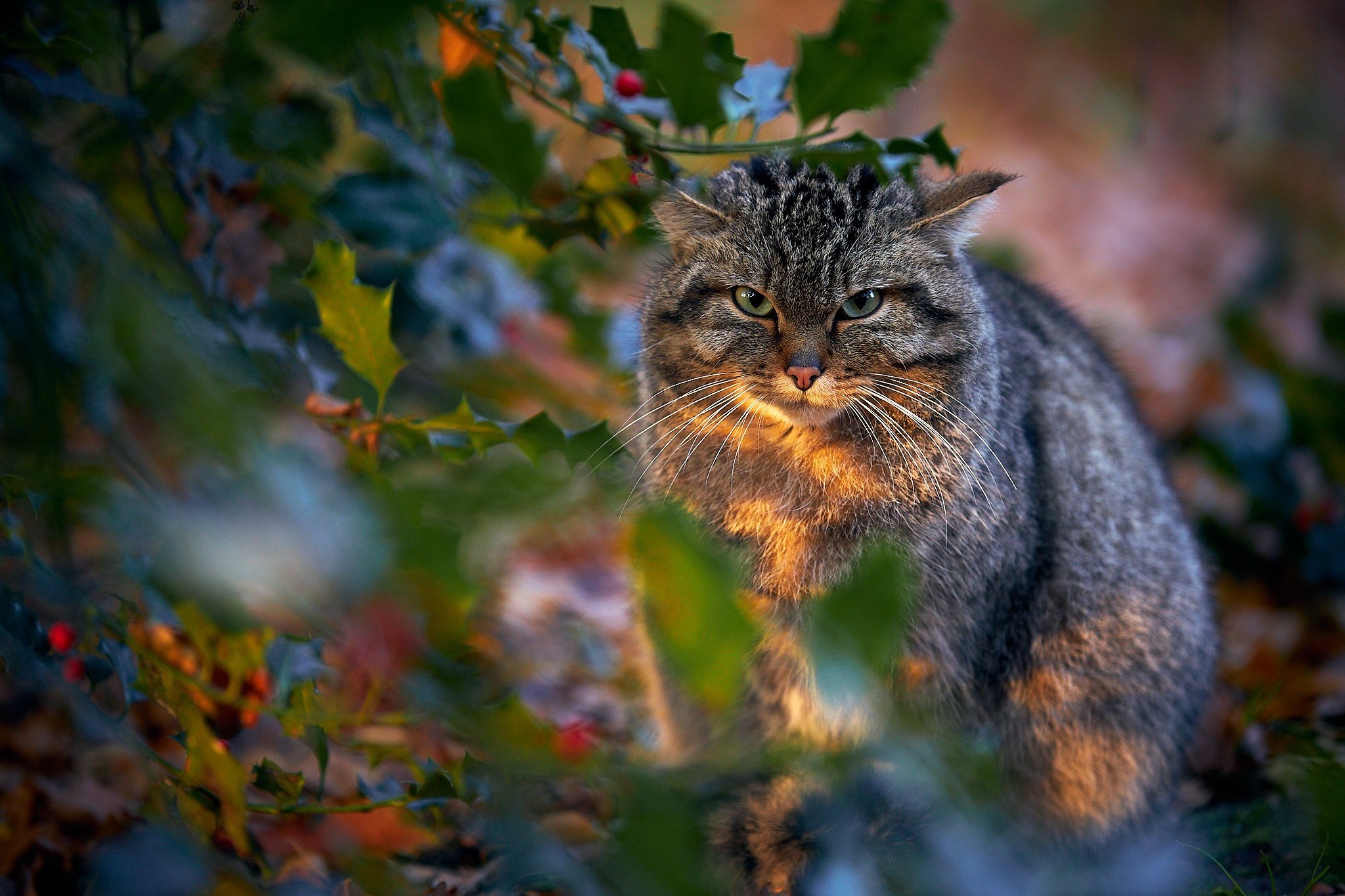 Кот дикое животное