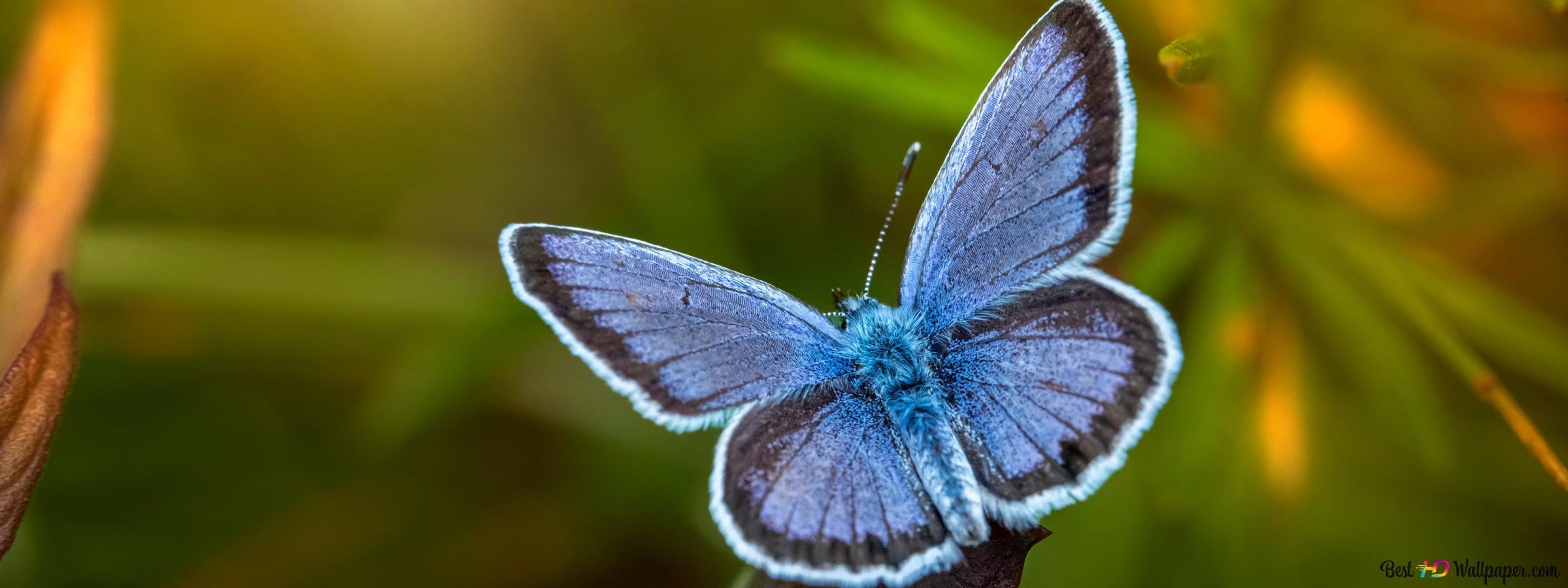 Butterflyblue dream. Бабочка Блю Морфо Баттерфляй. Бабочка с синими крыльями. Синяя бабочка. Красивая голубая бабочка.