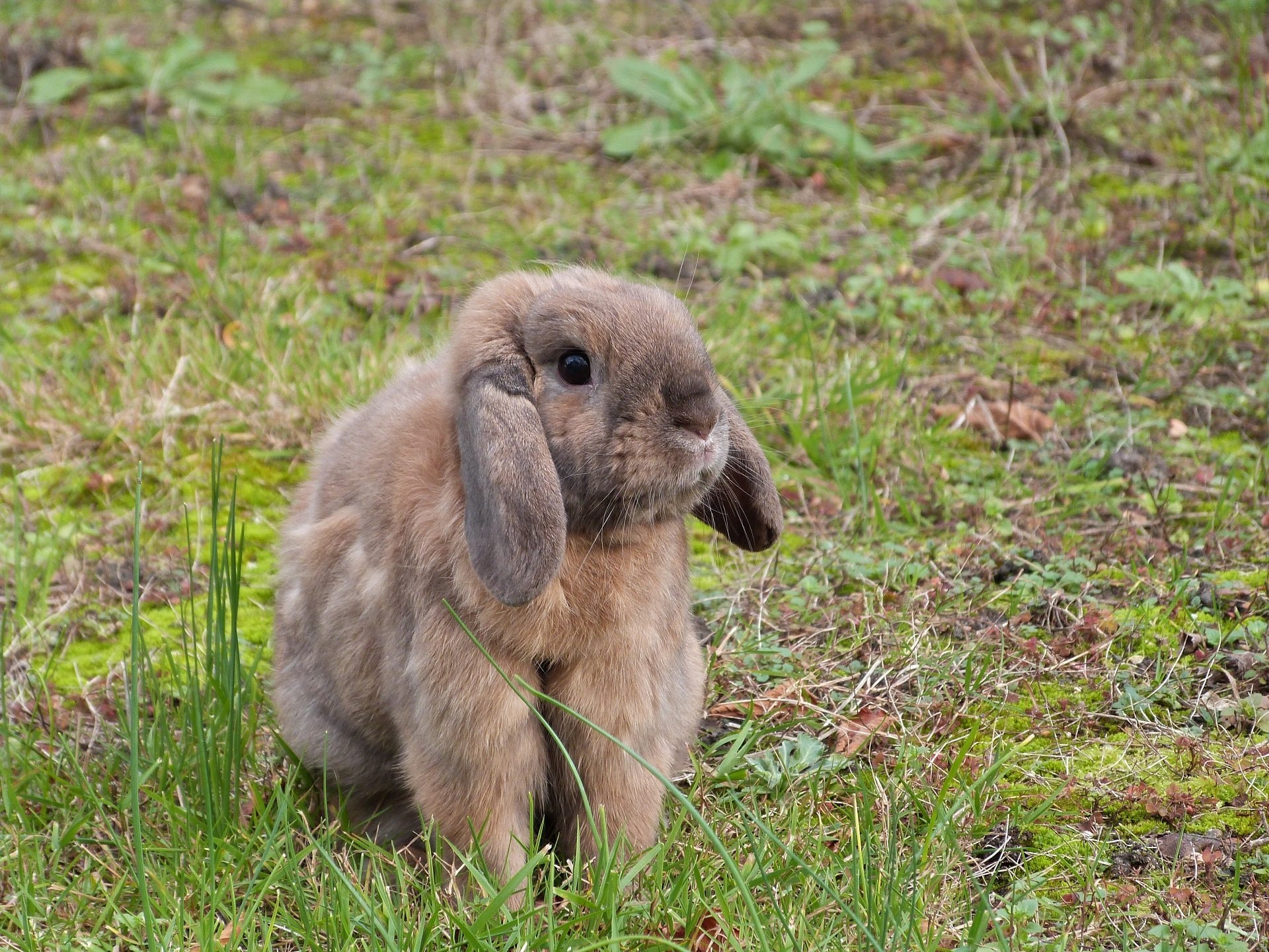 Зайчик варианты. Интересные факты о йодиках. Коричневый заяц. Интересные факты о кроликах. Интересные факты о домашних кроликах.