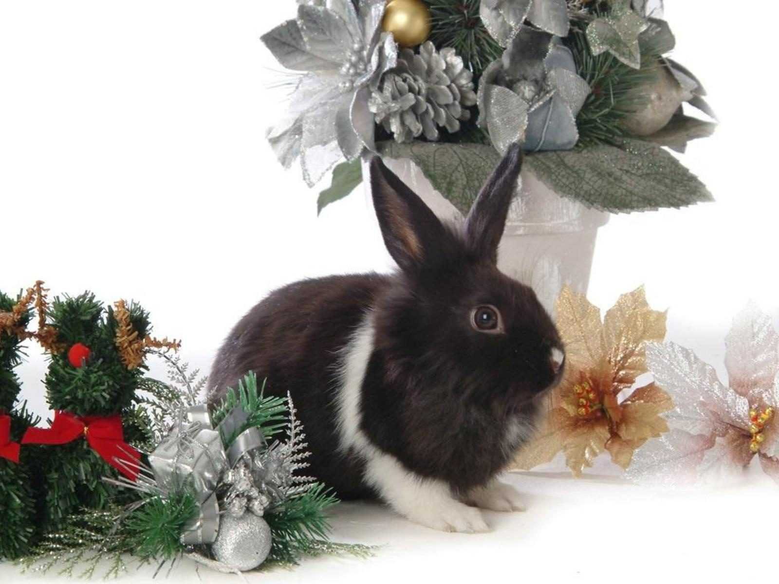 Новым годом год кролика. Новогодний кролик. Кролик новый год. Рождественский кролик. Новогодний кролик картинки.