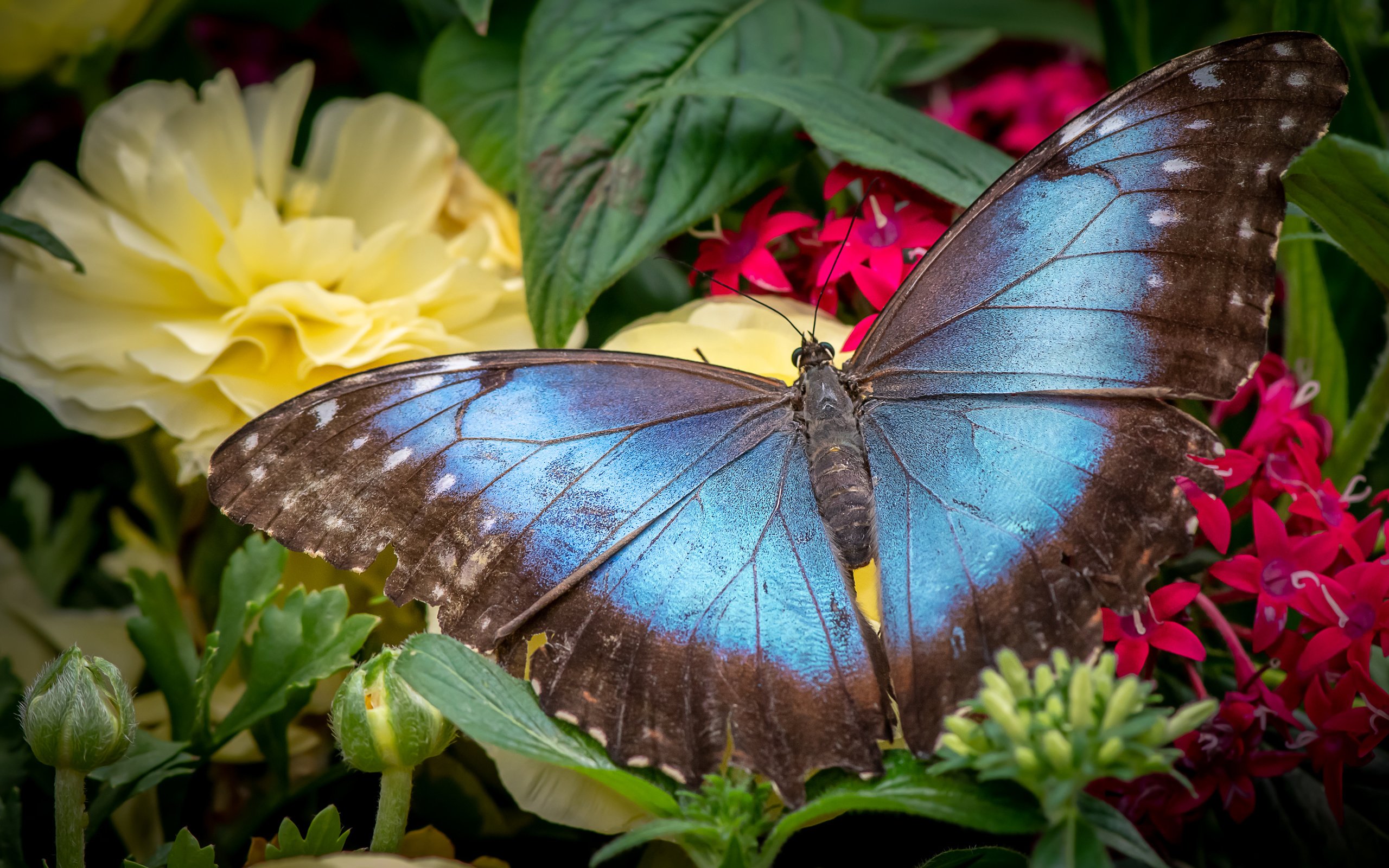 Красивые бабочки на цветах. Красно-пятнистый фиолетовый Адмирал бабочка. Экзотические бабочки. Тропические бабочки. Бабочка на цветке.