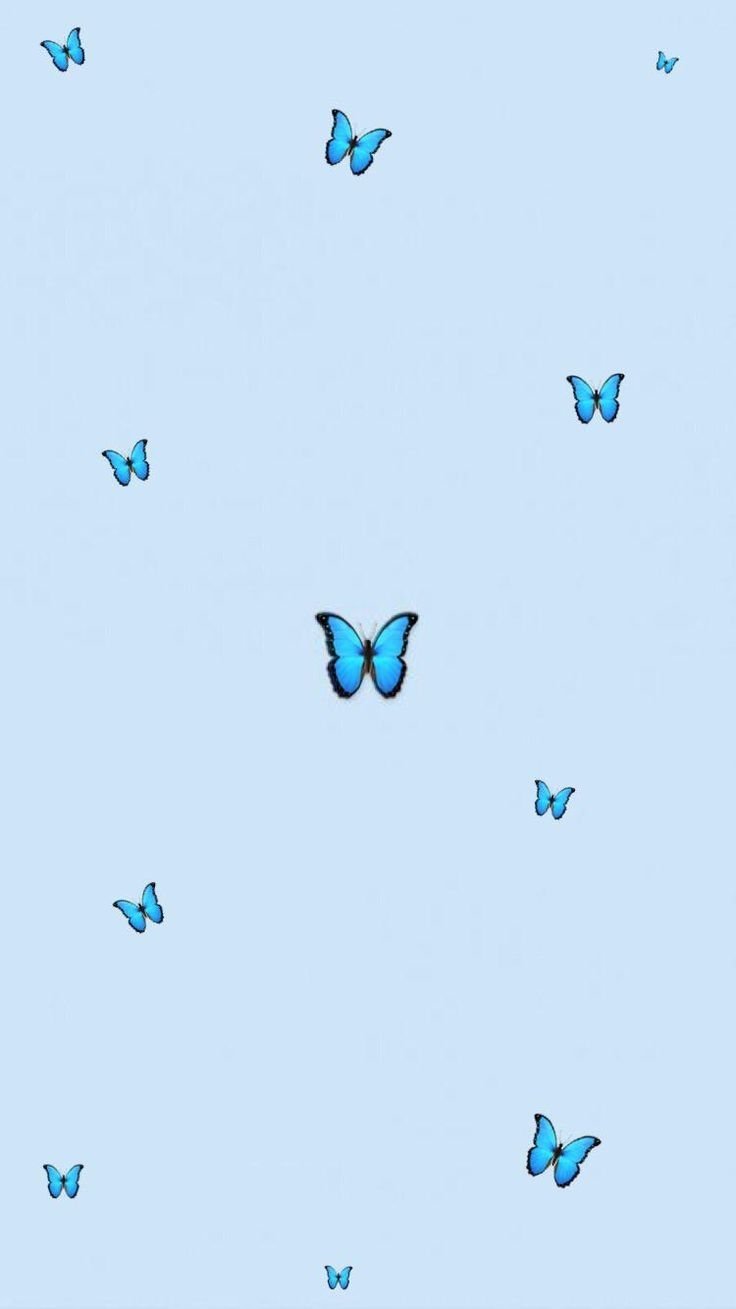 Синяя бабочка обои