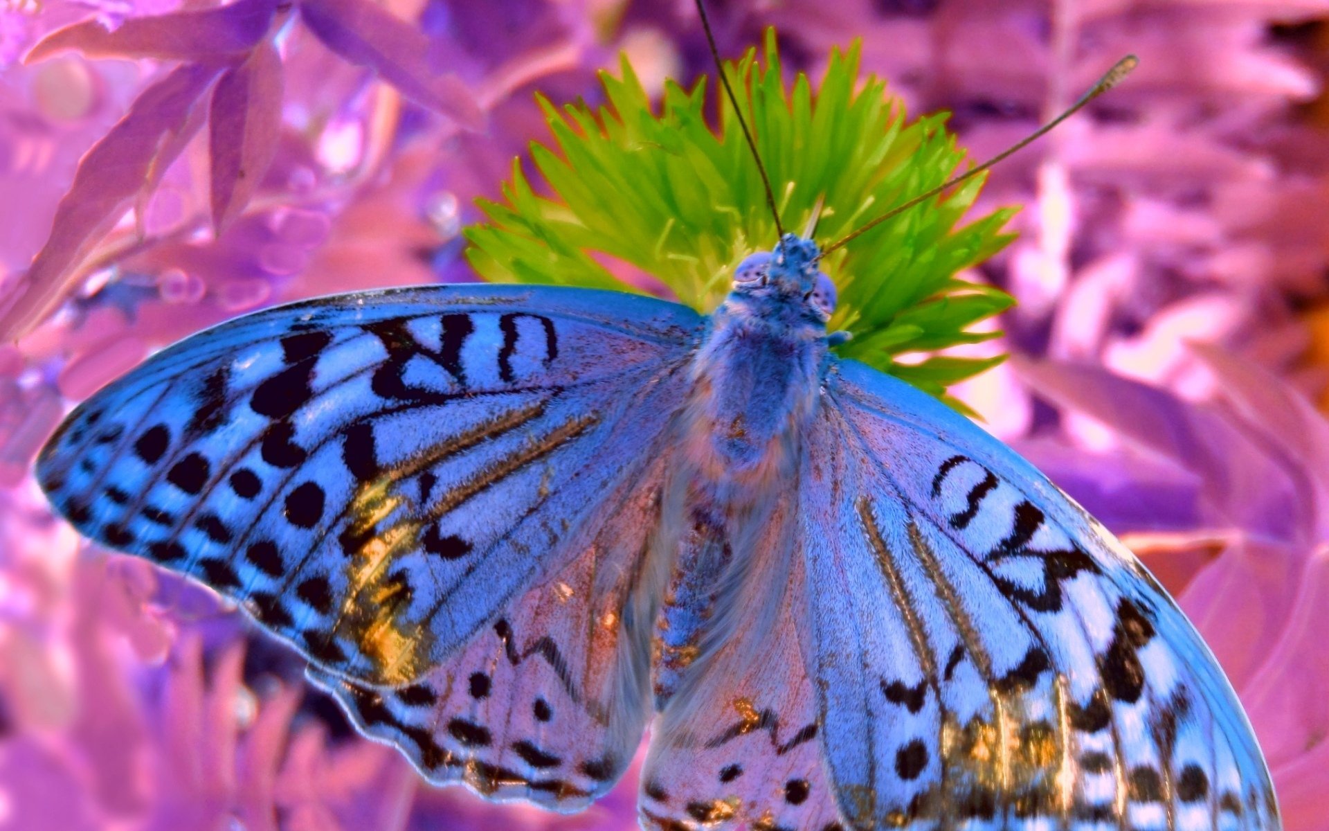 Красивая заставка бабочки