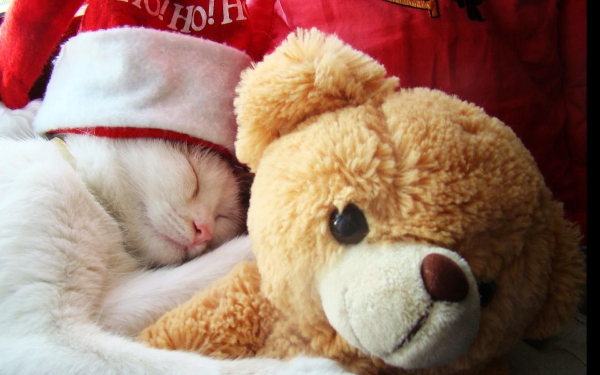 Плюшевые ночи. Спокойной ночи, Медвежонок!. Плюшевые мишки обнимаются. Спокойной ночи с мягкими игрушками. Кот и Медвежонок.