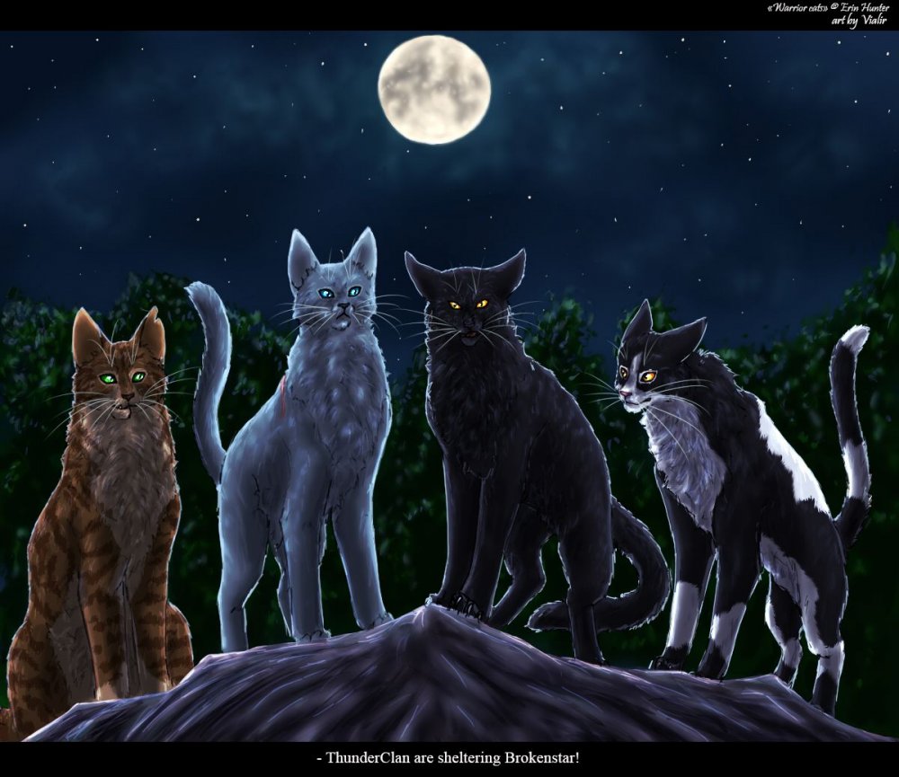 Коты Воители грозовое племя синяя звезда