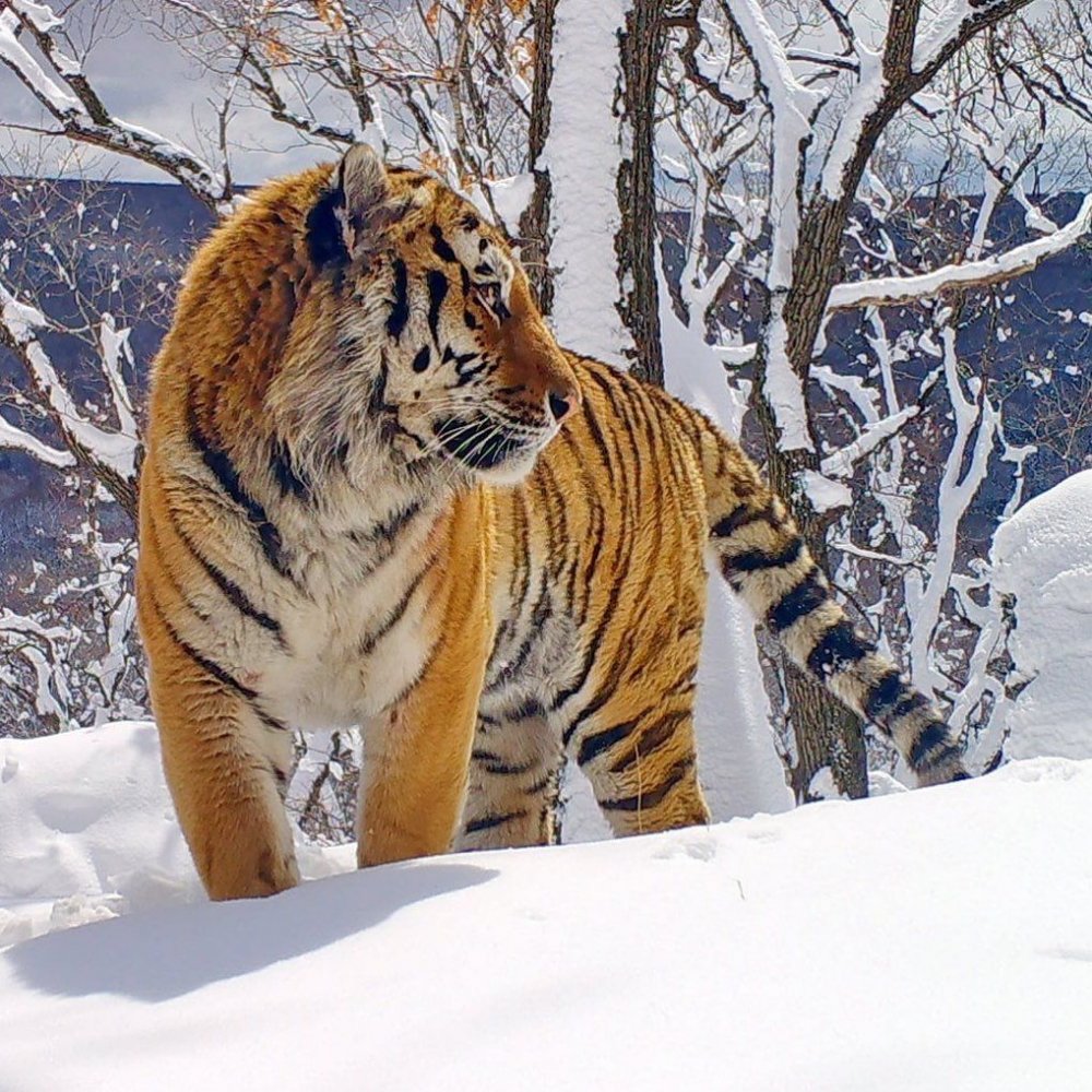 Уссурийский заповедник