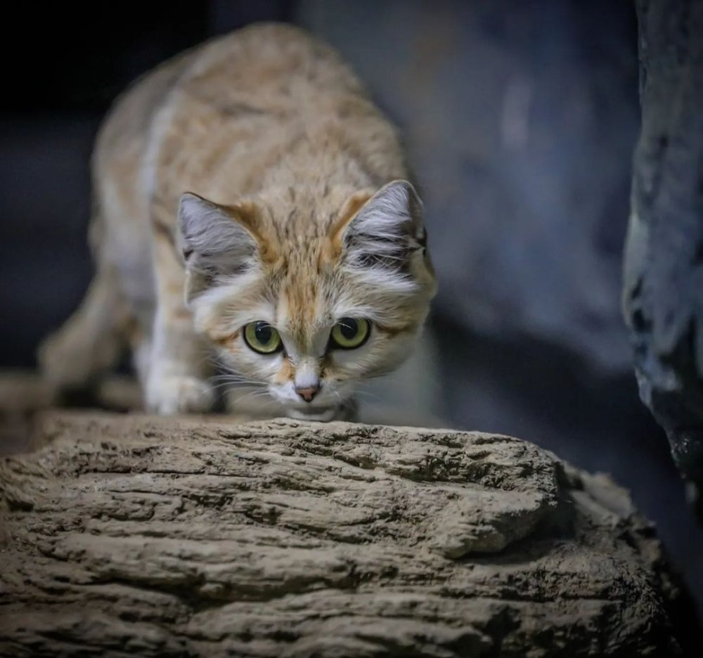 Песчаная барханная кошка