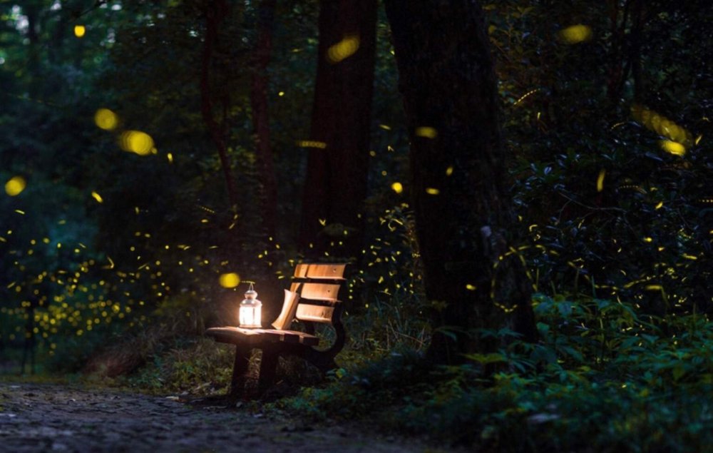 Светлячки в лесу ночью