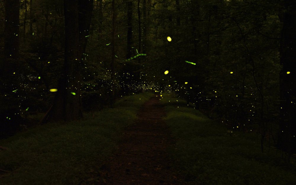 Темный лес со светлячками