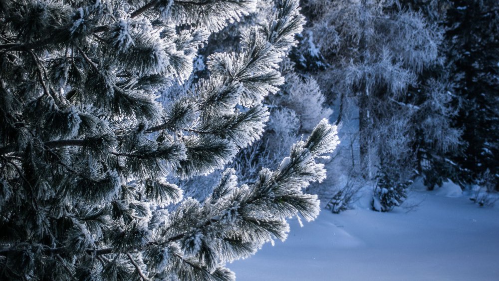 Фотообои зимний лес на рабочий стол