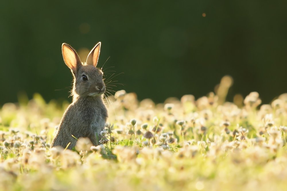 Кролики в природе