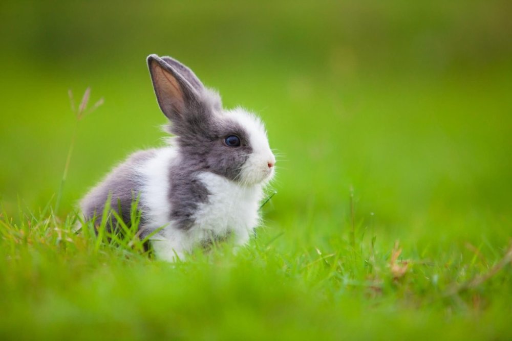Кролик на зеленом фоне