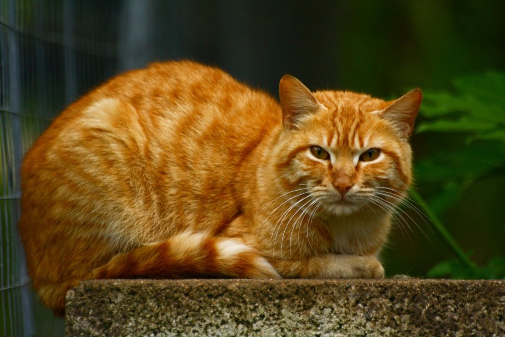 Бразильский короткошерстный кот рыжий