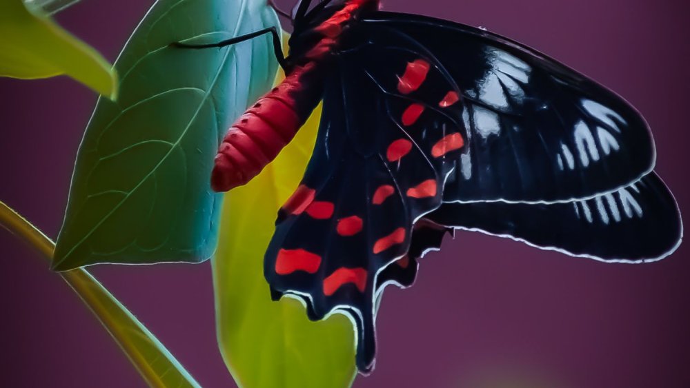 Обои Крылья бабочки