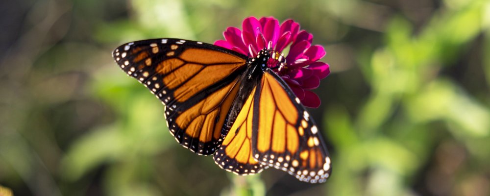 Бабочка на цветке картинка для детей