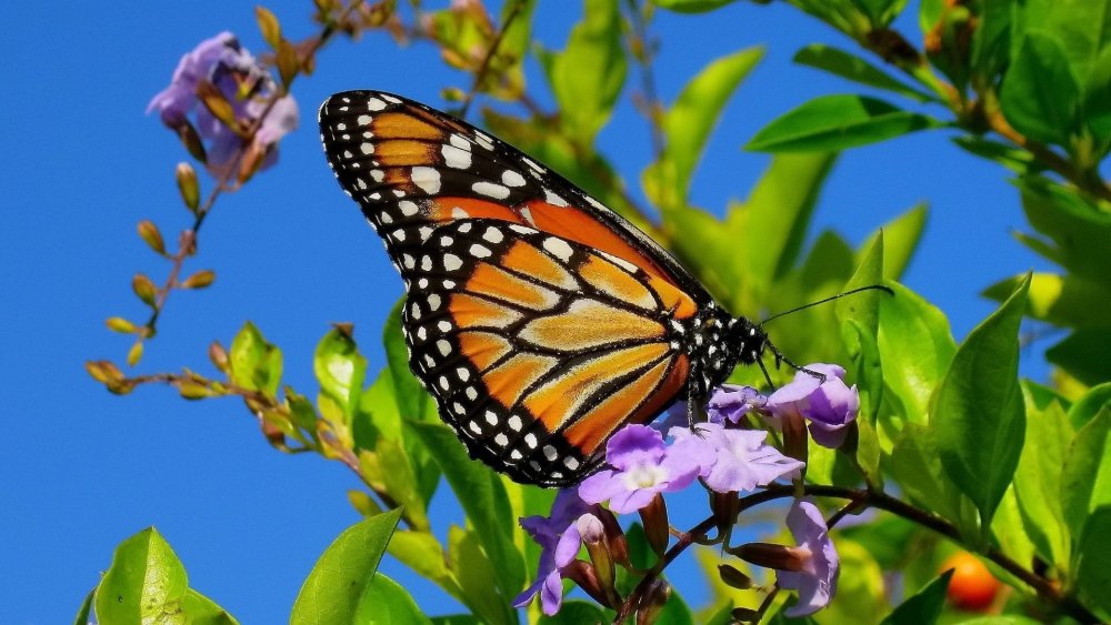 Красивые бабочки в природе