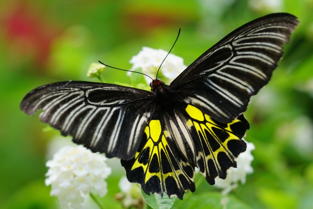 Золотая Птицекрылка бабочка