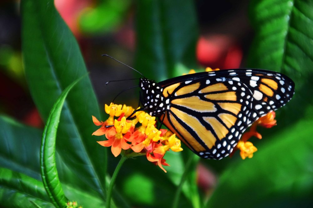 Голубая бабочка Монарх