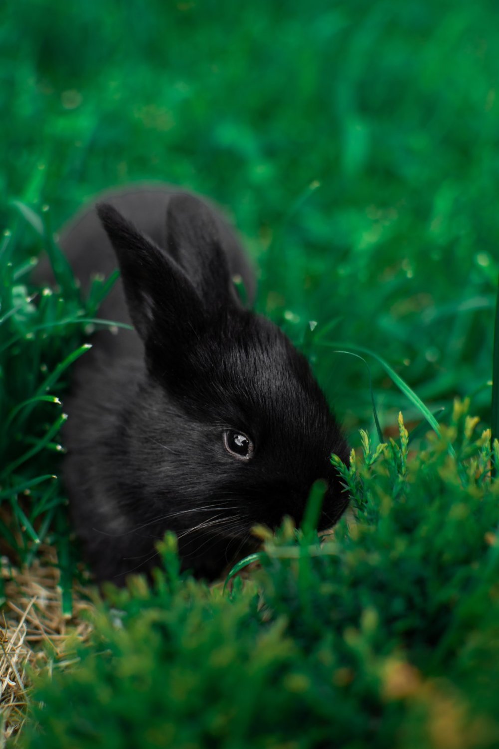 Черный крольчонок
