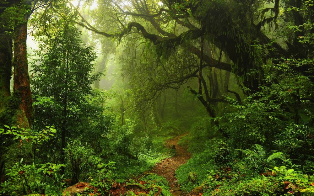 Фотообои экзотический лес 17