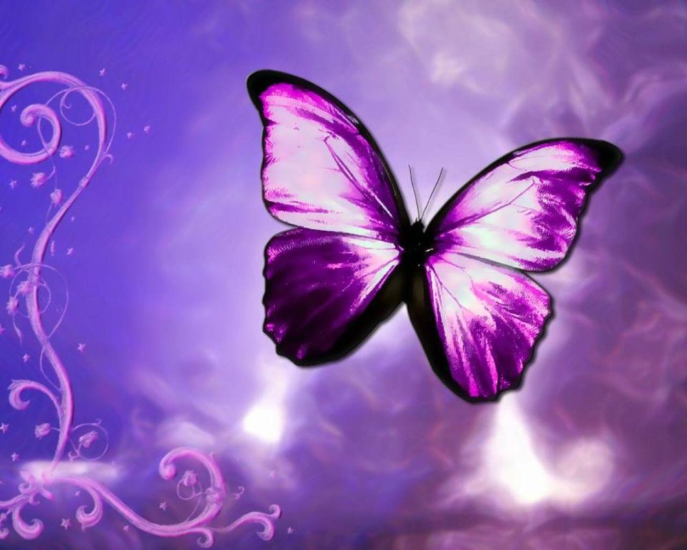 Фиолетовые бабочки на фиолетовом фоне