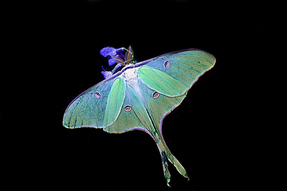 Сатурния бабочка зеленая