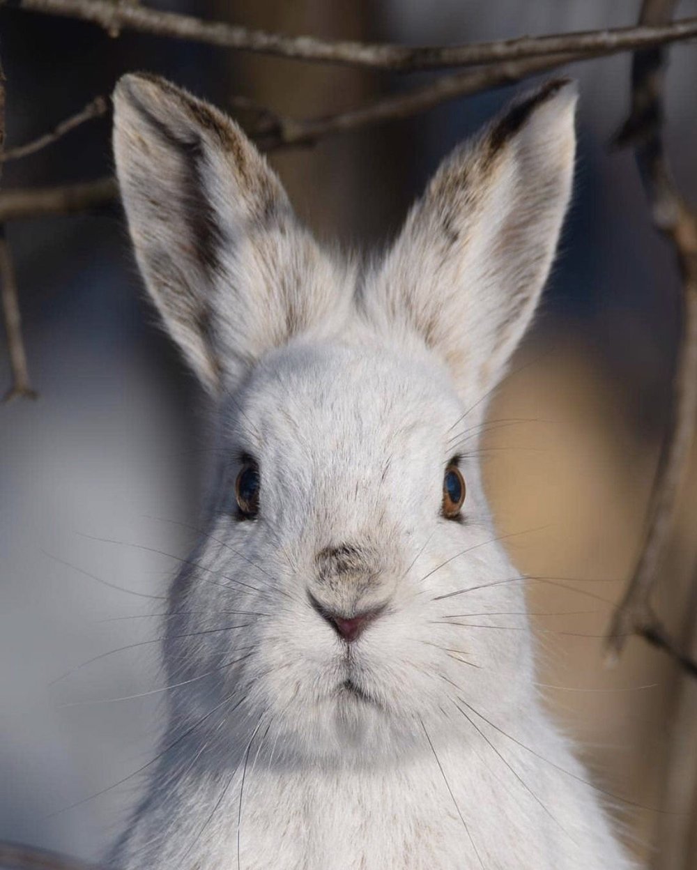 Happy hare. Иберийский заяц. Иберийский заяц Португалия. Морда зайца. Заяц анфас.