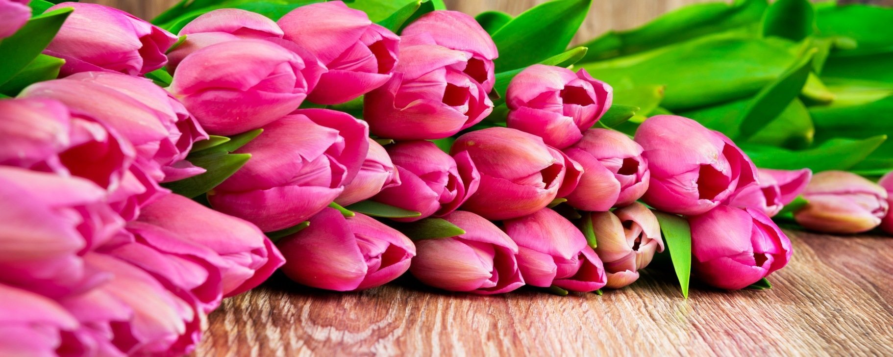 Обложка для вк тюльпаны. Розовые тюльпаны. Весенние цветы. Нежные тюльпаны. Тюльпаны на розовом фоне.