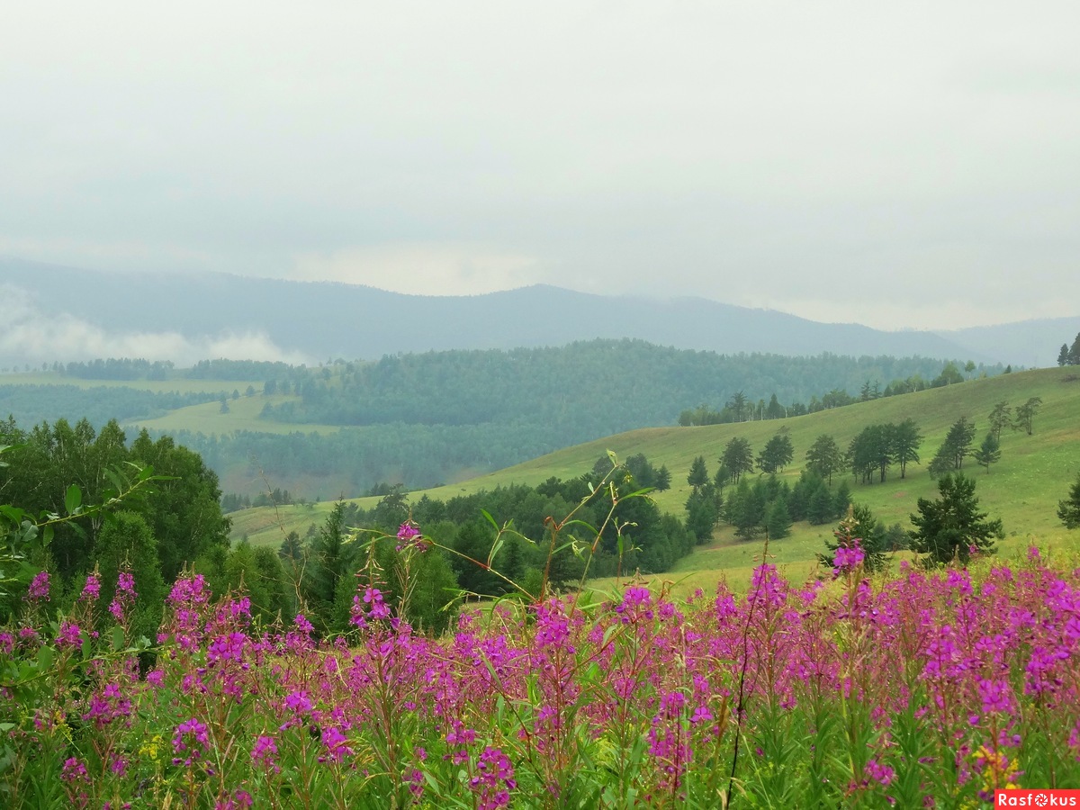 Сайты забайкалья. Природа Забайкальского края Чита. Природа Забайкалья лето. Тайга Забайкальского края. Природа читы Забайкальского края.